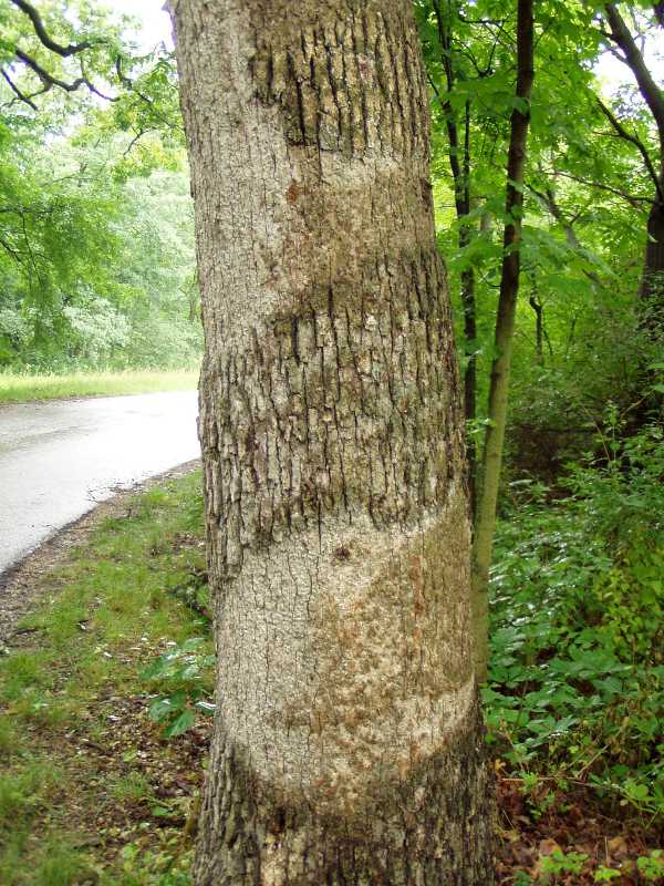 Cankers, diebacks, and wilts